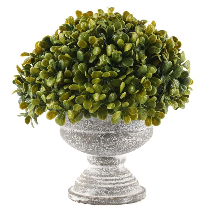 Grass Plants Bonsai